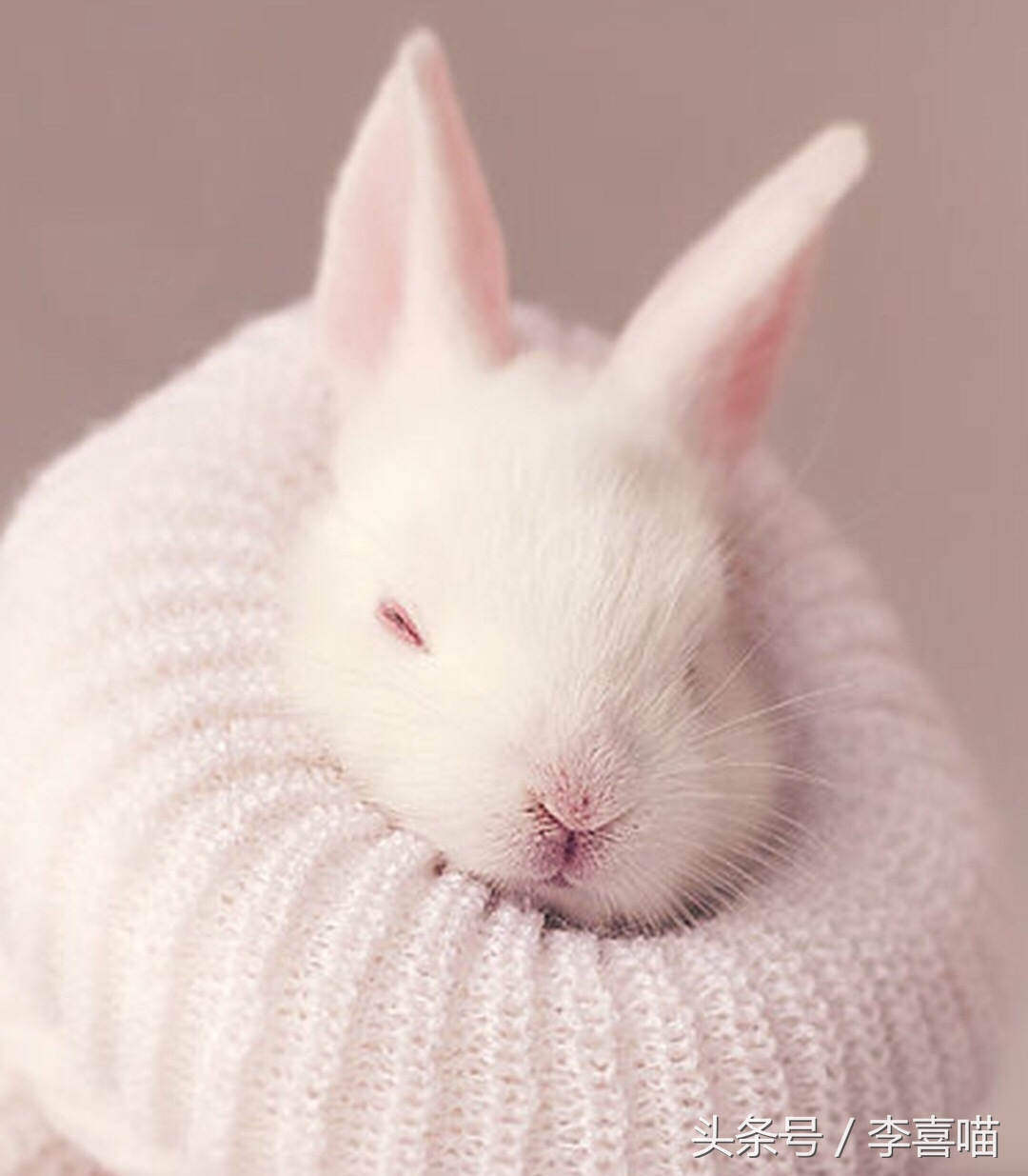 如何养好宠物兔子的方法,什么兔子比较好当宠物也好养