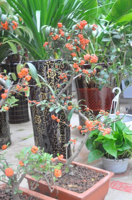 去花卉市场什么季节买花便宜,过年了到花卉市场买花