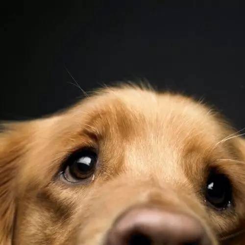 狗狗年纪大了白内障怎么办,狗狗得白内障有啥治疗方法