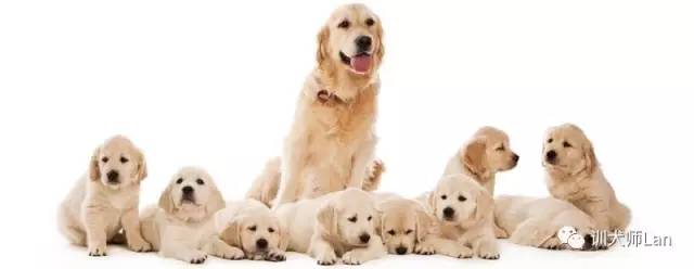 爱犬怀孕11年,狗狗假孕到底是怀孕还是没怀孕