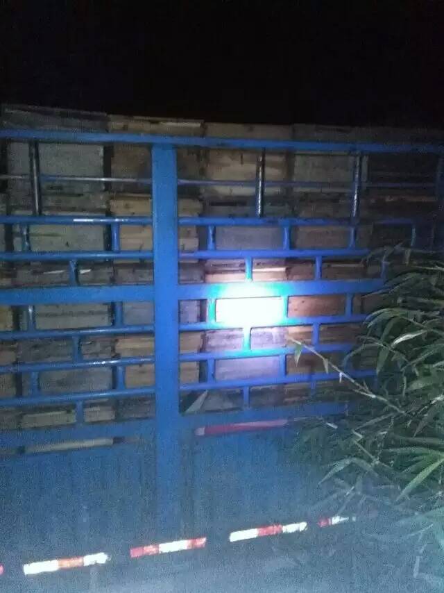 中华蜂怎么移窝,中华蜂采蜜