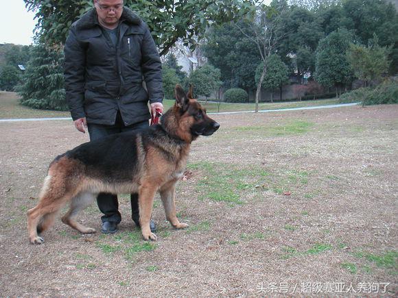 狗狗正确的洗澡步骤,附上爱犬照片