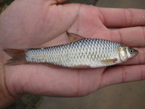 古老抓鱼方式,小时候抓鱼的视频大全