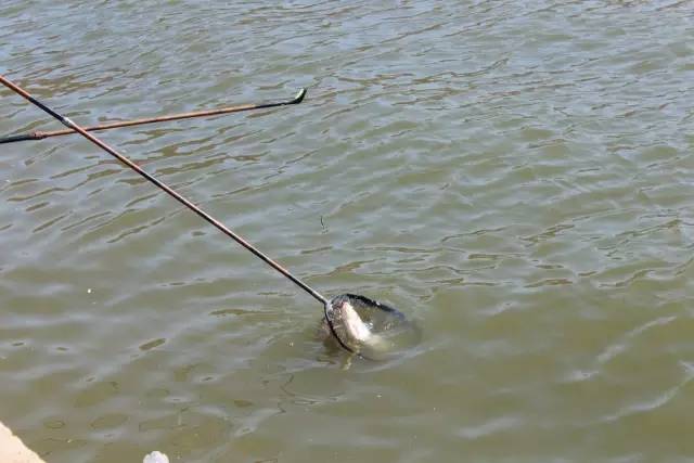 老爸！你用的是X11吗？