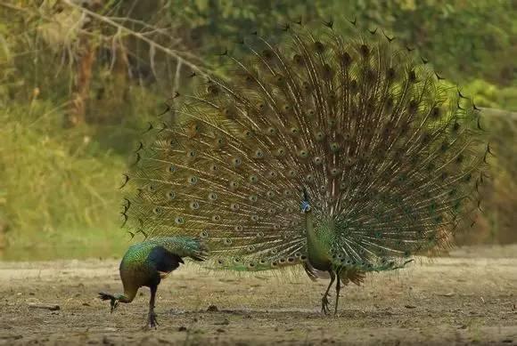 云南十大漂亮的鸡,云南第一生态鸡