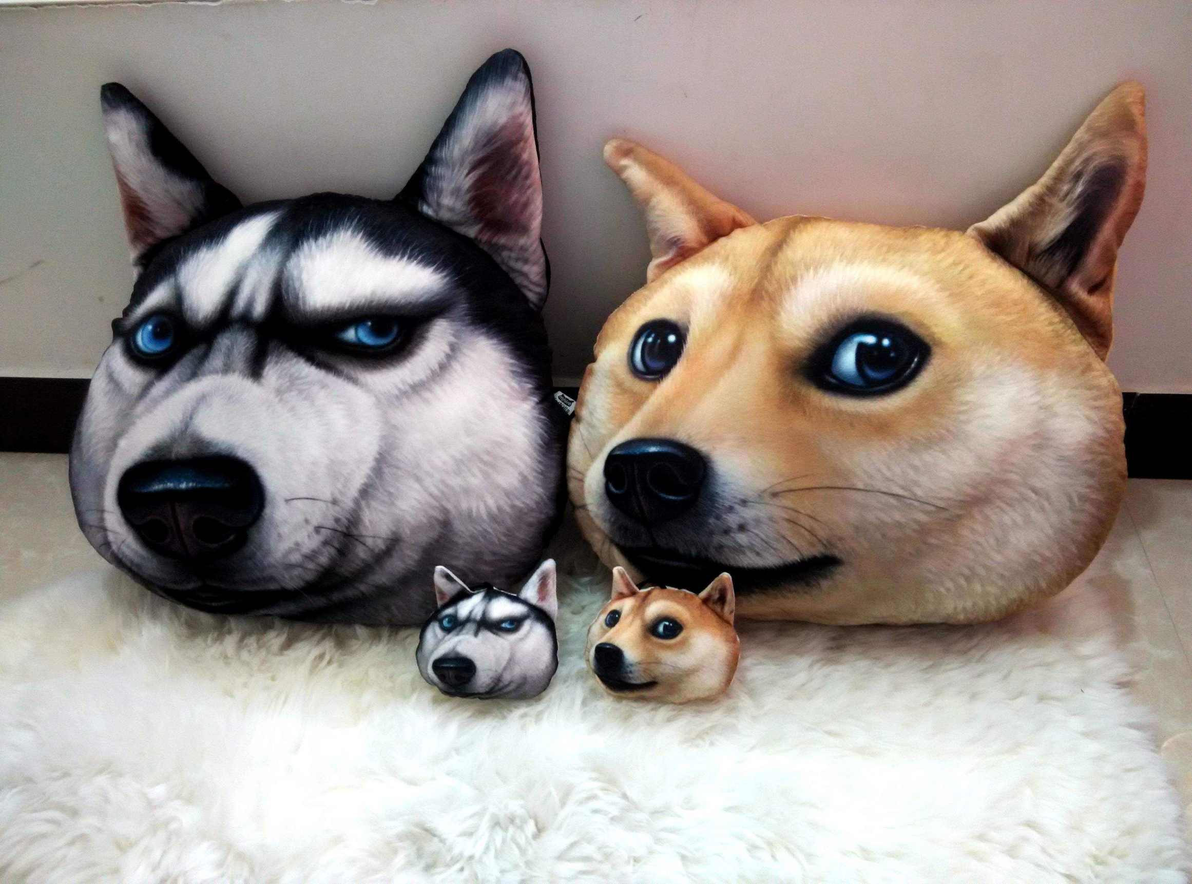 多肉新手必踩十大坑,多肉入坑的一百个理由