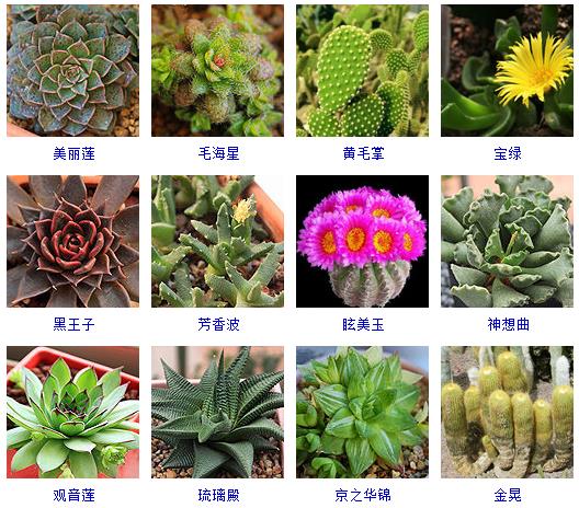 多肉植物150种大全,多肉种植攻略150种常见多肉植物