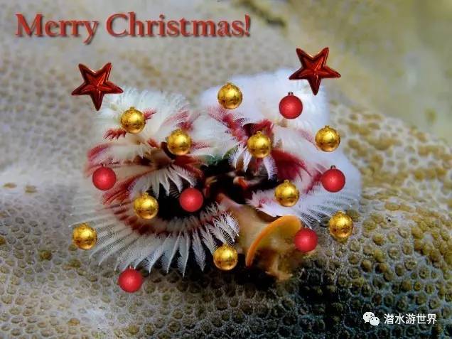 变性、伪装、雌雄同体--谁是微距世界的奇葩?