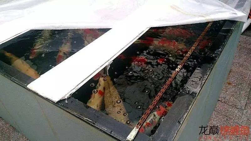 锦鲤春季养殖管理注意事项,锦鲤过冬的正确方法