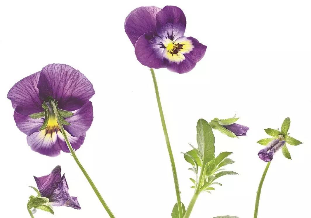 美得让人窒息的景色,美得让人窒息的紫藤花