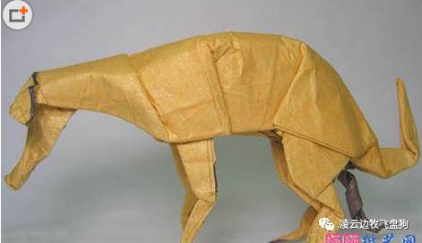 边牧狗狗肠胃不好怎么调理,边牧狗狗软便怎么办最有效的方法