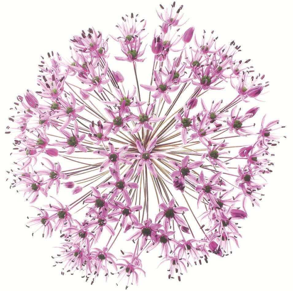 美得让人窒息的景色,美得让人窒息的紫藤花