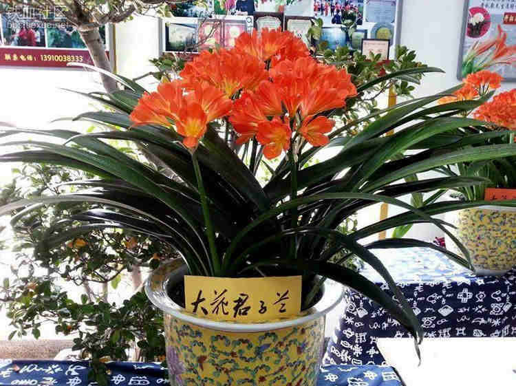 过年买什么鲜花摆家里好,春节家中摆满什么花寓意好