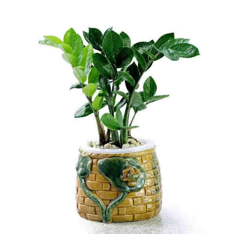 过年买什么鲜花摆家里好,春节家中摆满什么花寓意好