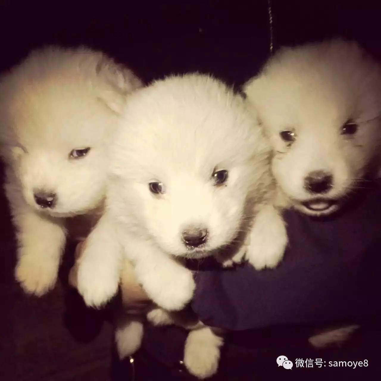 萨摩耶犬怎么辨别纯种,怎么判断萨摩耶是不是纯种