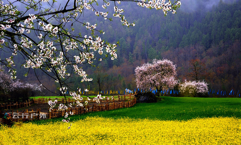 2019年成都自驾林芝看桃花,金川梨花赏花路线