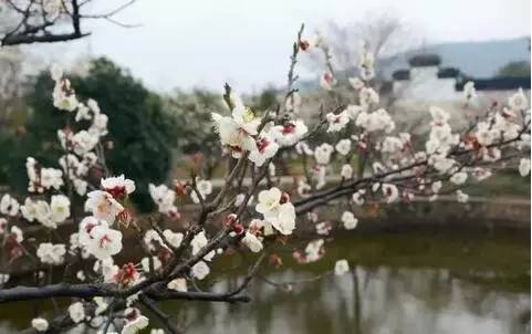 苏州春季梅花免费观赏胜地,苏州梅园赏梅花时间