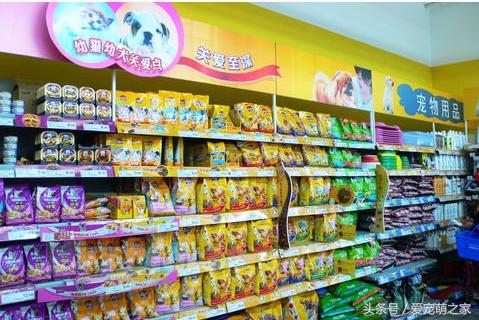 幼泰迪贵宾犬怎么养活的,泰迪贵宾犬适合新手养吗