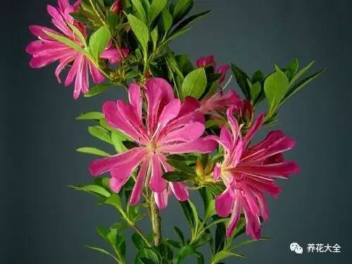 最美大杜鹃花图片,中国最美天然杜鹃花