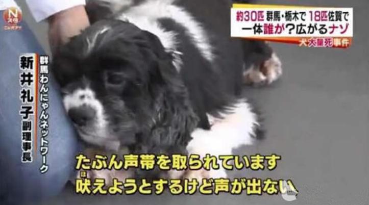 狗厂的盈利,狗厂利润