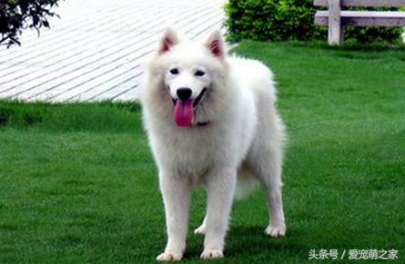 宠物犬打了疫苗咬人有事吗,宠物犬咬人如何处理