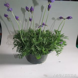 过年给长辈送什么礼品实惠,过年送老人礼最佳礼物排行榜