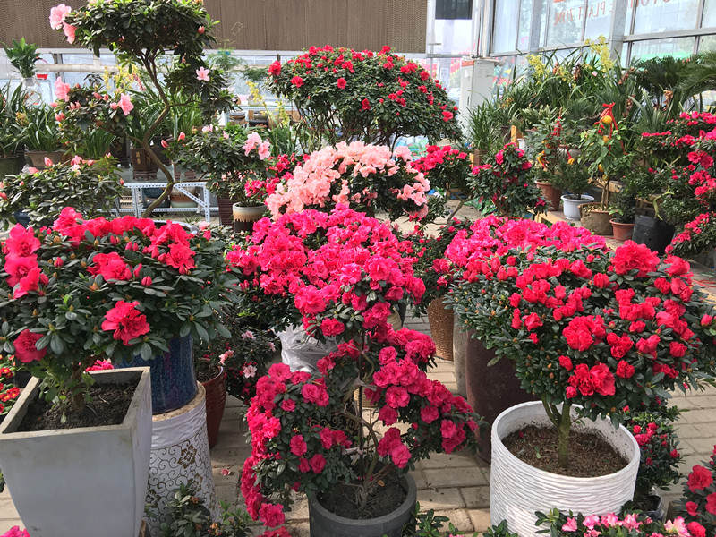 年宵花市探“鲜”记（一）之孤独的花大姐