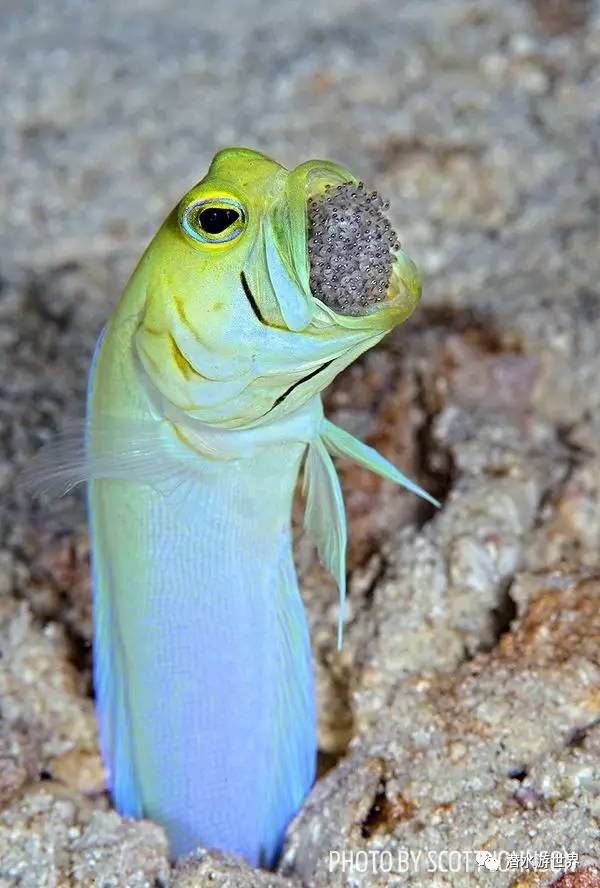 变性、伪装、雌雄同体--谁是微距世界的奇葩?