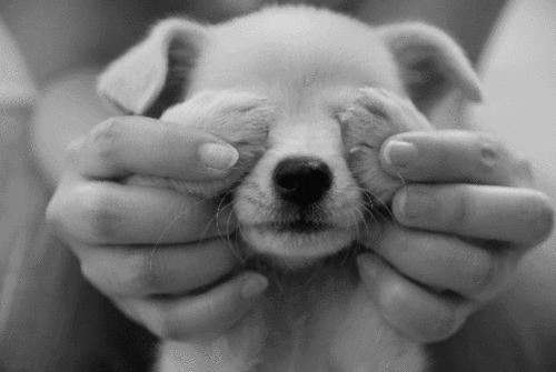 哈士奇无缘无故挨了一巴掌,哈士奇把钱撕碎