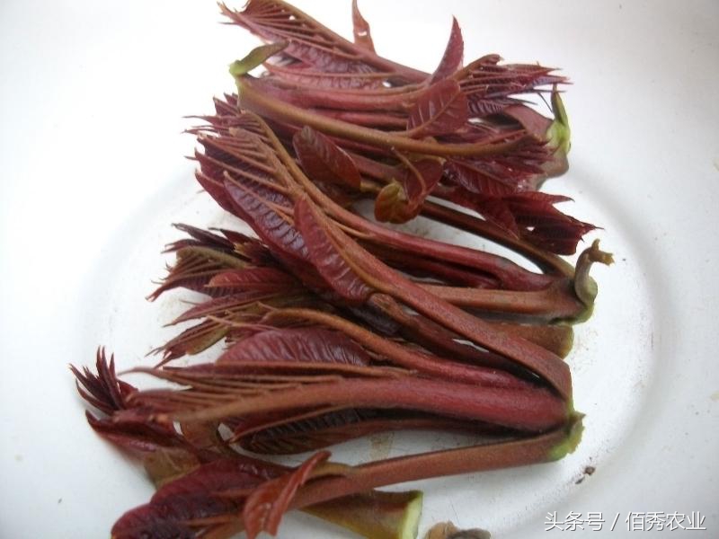 农村都有哪些野菜可抗癌,农村哪些野草可以治胃病