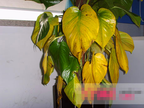 绿萝叶子发焦什么原因怎么办,绿萝叶子发卷是怎么回事