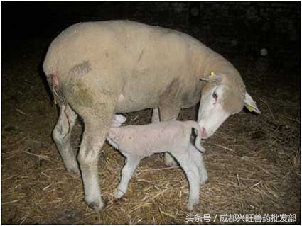 如何帮助难产的母羊产仔,母羊产仔最好的办法