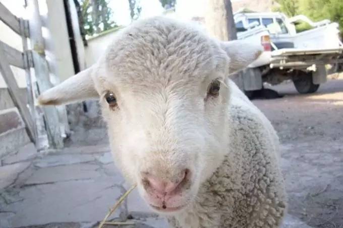 新西兰发现新大陆,新西兰买东西去哪里最便宜