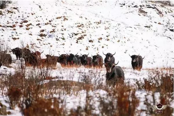 成都鹧鸪山是人造雪吗,西岭雪山和鹧鸪山滑雪哪个好