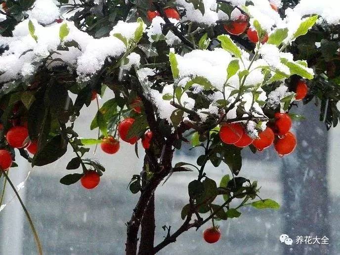 过年观赏花的盆栽,观果花卉盆栽大全