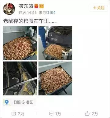 老鼠——我可能藏了假花生