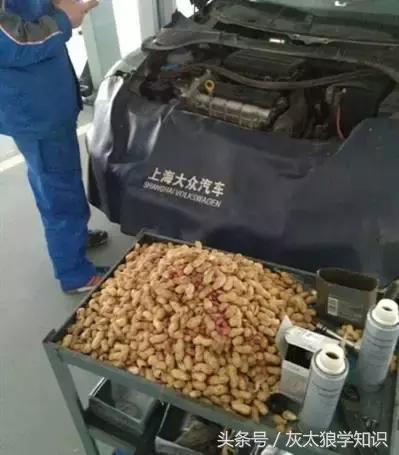 老鼠洞里挖出来花生,老鼠偷花生被发现