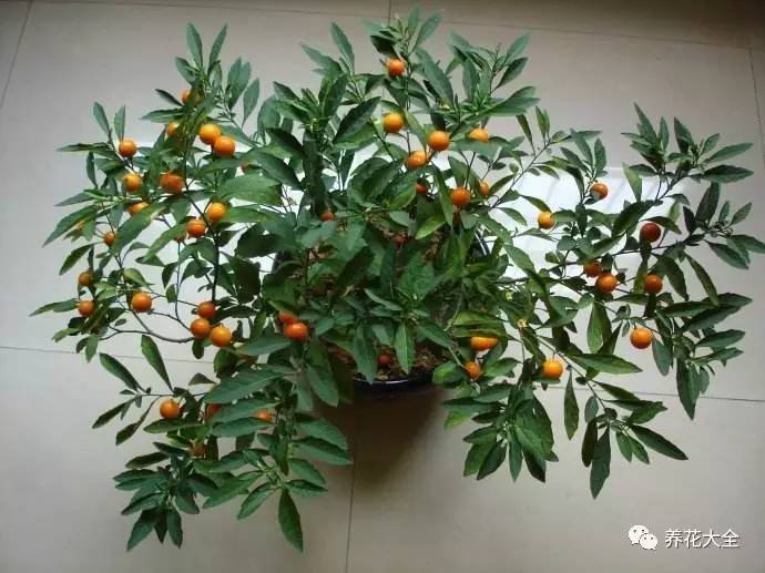 过年观赏花的盆栽,观果花卉盆栽大全