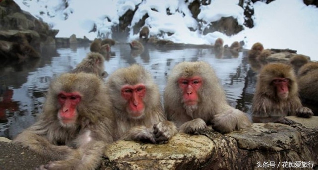 中国猴子温泉,猴子专用温泉度假