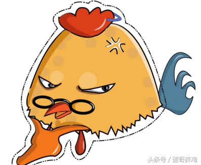 鸡病诊断与防治图谱,鸡病快速判断处理方法大全图解