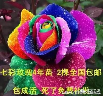 网购的小玫瑰盆栽能养活吗,网购收到玫瑰盆栽记得这样操作