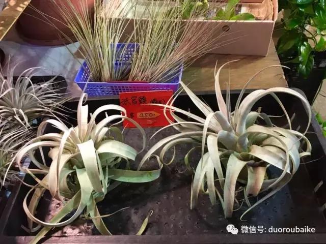 台湾寻肉之旅：小玲带你逛春节的台北花市！