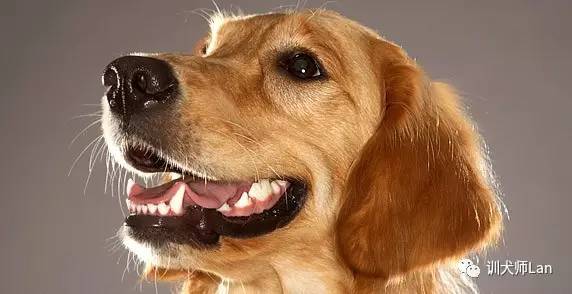 如果您看到幼犬嘴角、毛发上带血不要惊慌