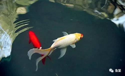 鱼缸养锦鲤怎么看水质好坏,好运锦鲤养鱼经验总结