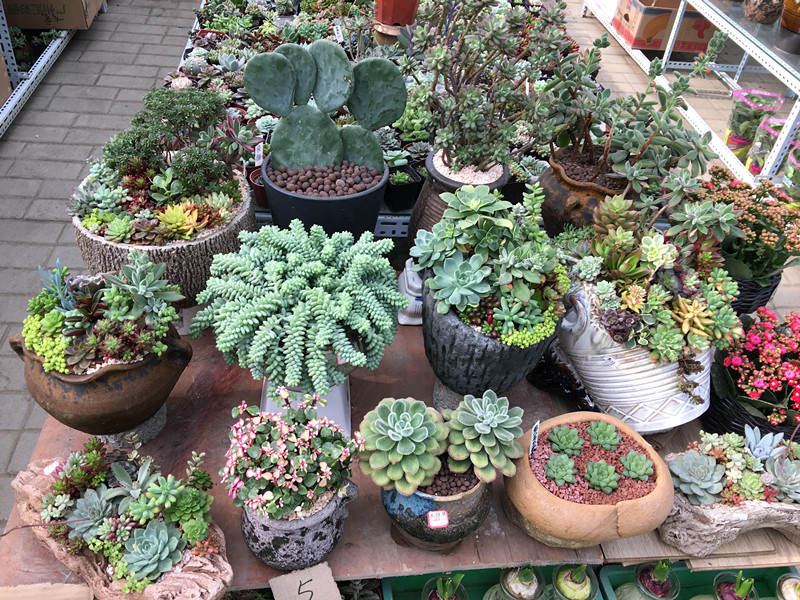 年宵花老桩,年宵花老桩图片大全