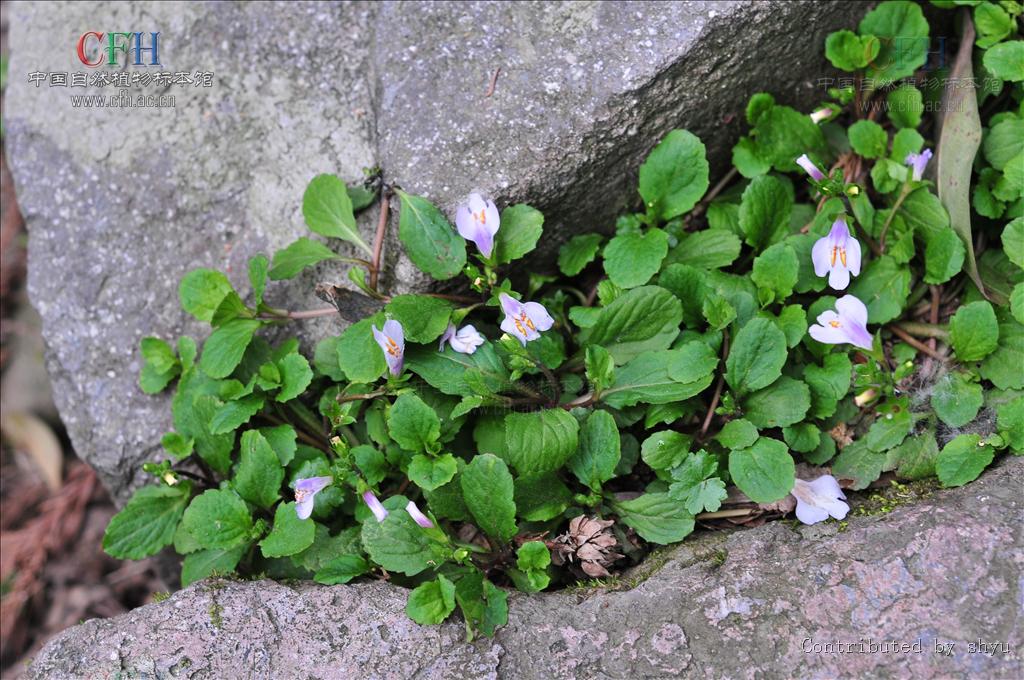 农村路边常见的中草药你认识几种,农村常见中草药盘点
