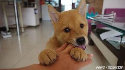 宠物犬打了疫苗咬人有事吗,宠物犬咬人如何处理