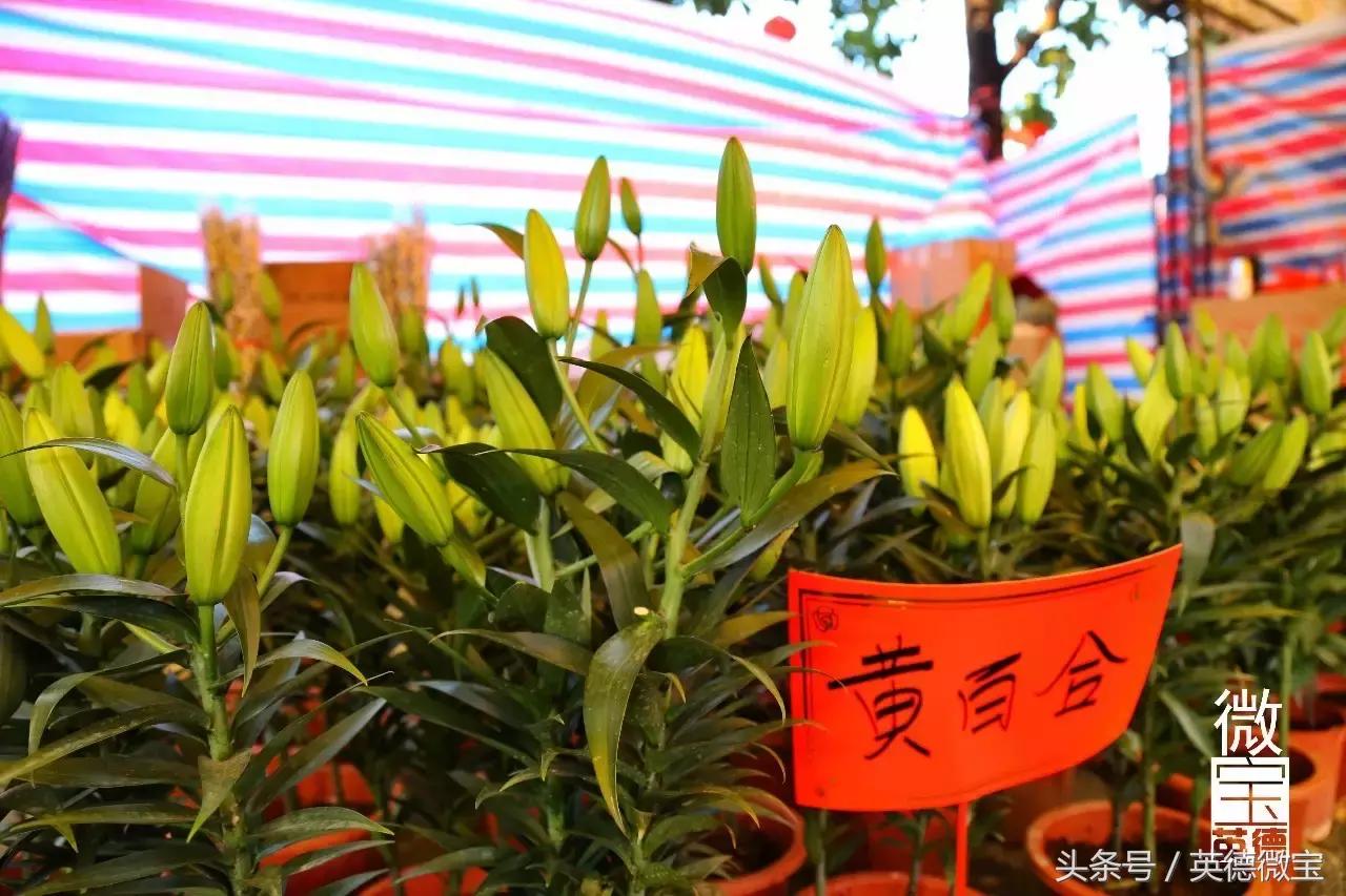 英德美丽的花街,英德花街