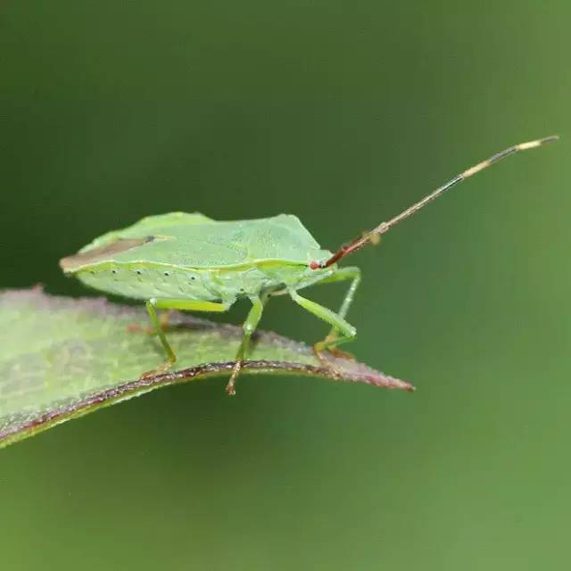 杀虫剂是可以解决虫害的第一选择,杀虫剂有哪些防治方法和使用方法