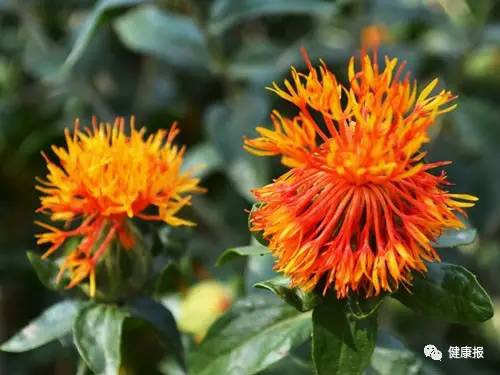 红花和藏红花有什么区别图解,红花藏红花异同点